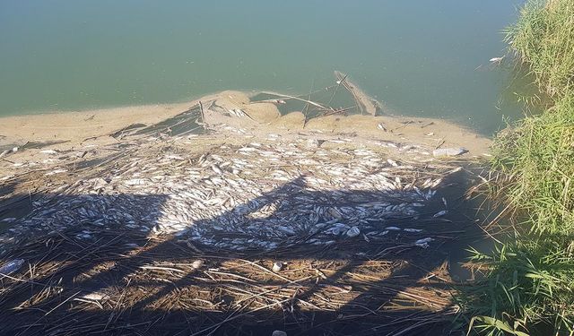 Gaziantep'te Karasu Çayı’nda balık ölümleri ve kötü koku üzerine inceleme başlatıldı