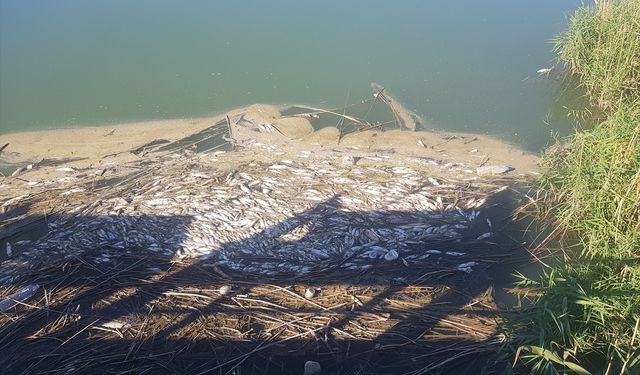 Gaziantep'te Karasu Çayı’nda balık ölümleri ve kötü koku üzerine inceleme başlatıldı