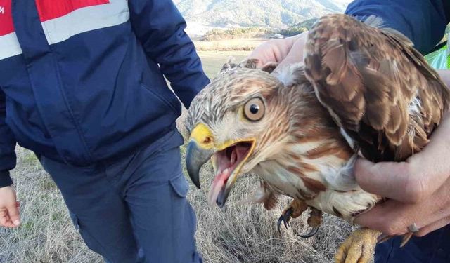 Gaziantep'te yaralı şahin tedavi altına alındı