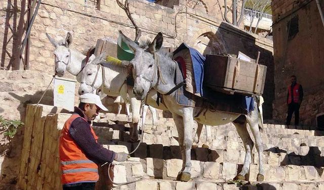 Mardin'de çöp taşıyan eşeklere "emeklilik" yolu gözüktü