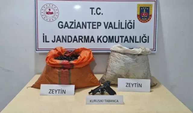 Gaziantep'te zeytin hırsızları yakayı ele verdi