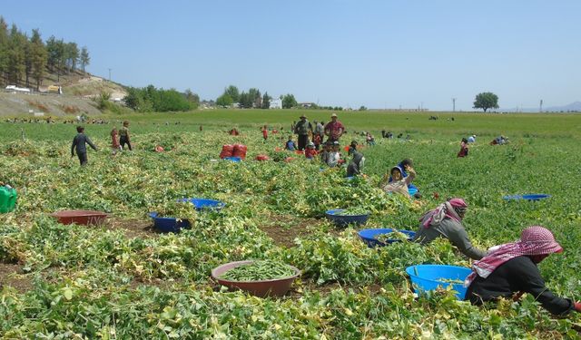 Gaziantep'te bezelye hasadına başlandı