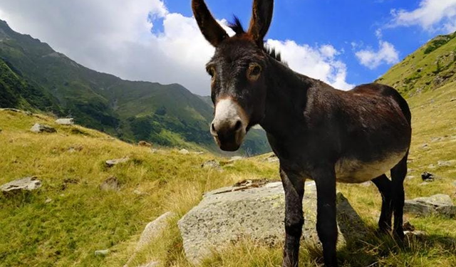 Başkent’te vahşet görüntüleri kamerada