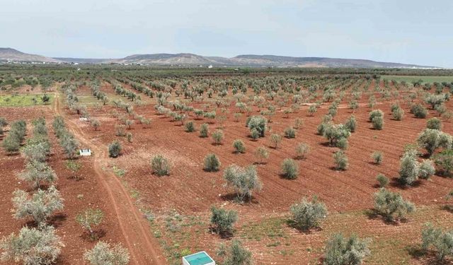 Kilis’te atık sular tarıma can suyu oluyor!