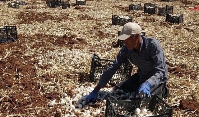 Sarımsak hasadını sürdüren çiftçiler yüksek rekolteden memnun