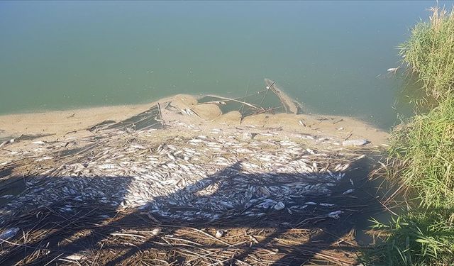 Gaziantep'te Karasu Çayı'nda balık ölümleri üzerine inceleme başlatıldı
