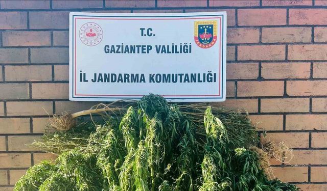 Gaziantep’te 145 kök kenevir ele geçirildi