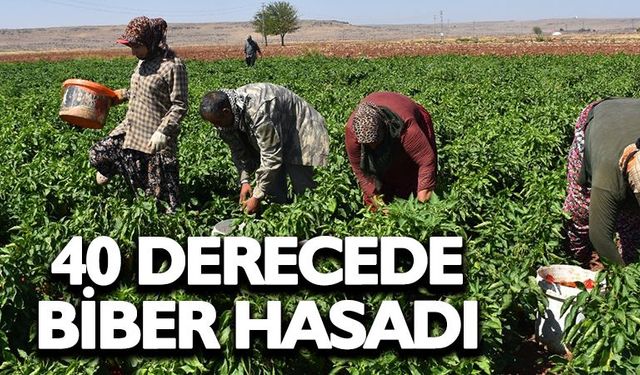 Gaziantep'te kadınların biber mesaisi başladı