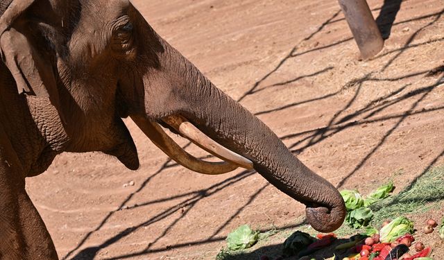 Gaziantep'te Dünyanın ilk tüp bebek fili 'Gabi'ye Dünya Fil Günü'nde özel menü