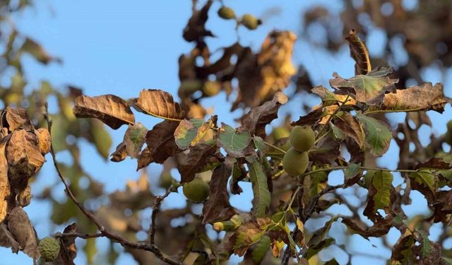 Gaziantep'te sıcak hava ceviz ağaçlarını kuruttu!