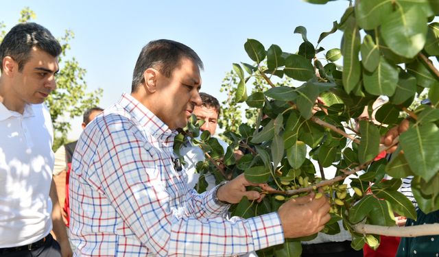 Şanlıurfa Valisi Şıldak, Antep fıstığı hasadına katıldı