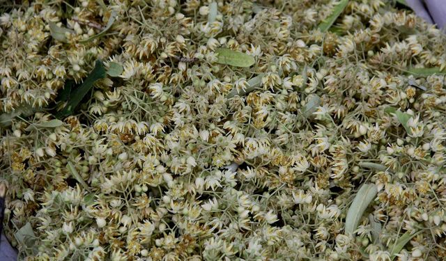 Ihlamurun fiyatı altınla yarışıyor! Kilosu 5 bin lirayı buldu...