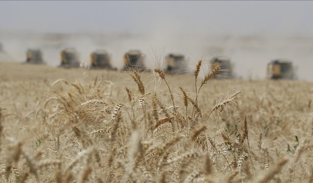 Güneydoğu Anadolu'dan 9 ayda 2,6 milyar dolarlık hububat ihracatı gerçekleştirildi