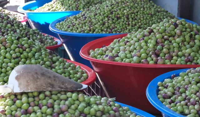 Gaziantep'te yeşil zeytin fiyatları sabit kaldı