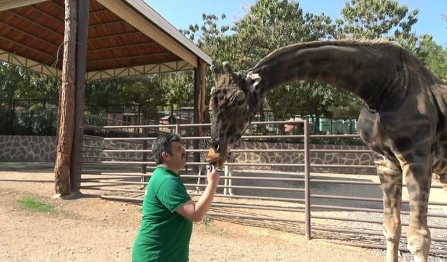 Gaziantep'te Zürafalar ile bakıcılarının dostluğu şaşırtıyor