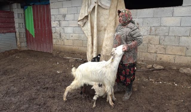 Gaziantep'te annesiz kalan kuzuyu keçiler sahiplendi!