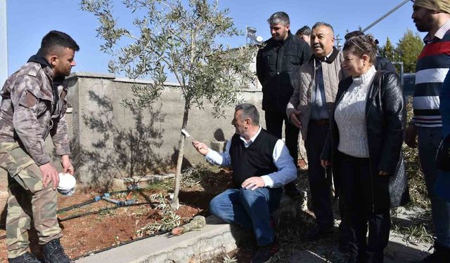 Antep fıstığı ve zeytin üreticilerine budama eğitimi
