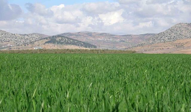 Gaziantep'te yağışlar buğday üreticisinin yüzünü güldürdü