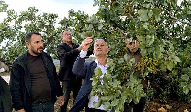Altun, dolu yağışlarının ardından fıstık bahçelerini gezdi