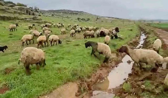 Gaziantep'te kurbanlıklar satışa hazır!