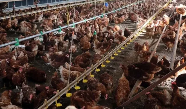 Çok konuşulan operasyonla ilgili açıklama! 13 beyaz et firmasına "denetim kayyumu" uygulaması