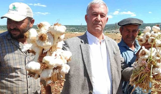 Gaziantep'te AB tescilli Araban sarımsağının hasadı başladı