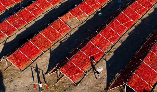 Gaziantep’te kurutmalık sezonu ekonomiye değer katıyor