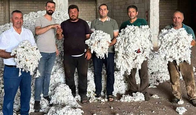 Araban Ovası'nda pamuk hasadı başladı