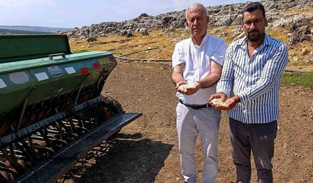 Araban sarımsağında zambak anaç tohum dönemi başlıyor
