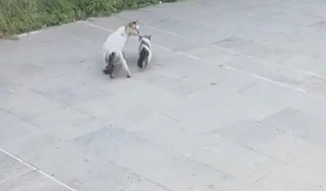 Gaziantep'te havalandırma boşluğuna düşen yavru kediyi itfaiye kurtardı
