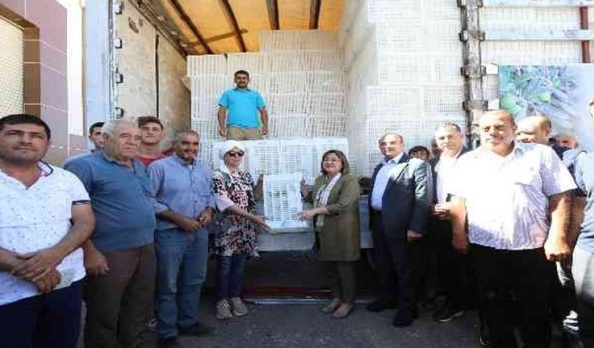 Gaziantep'te zeytin üreticilerine 40 bin hasat kasası dağıtılacak