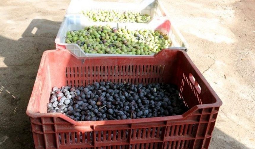 Nizip'te 600 çiftçiye zeytin kasası