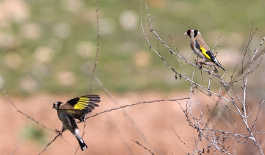 Gaziantep'te "renkli kuşlar" görüntülendi