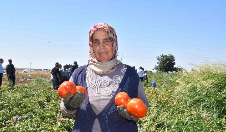 Gaziantep’te kadınların domates hasadı başladı