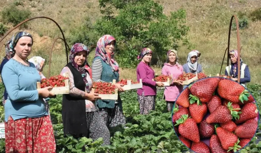 Çilek yetiştiriciliği Gaziantepli depremzede kadınların kazanç kapısı oldu