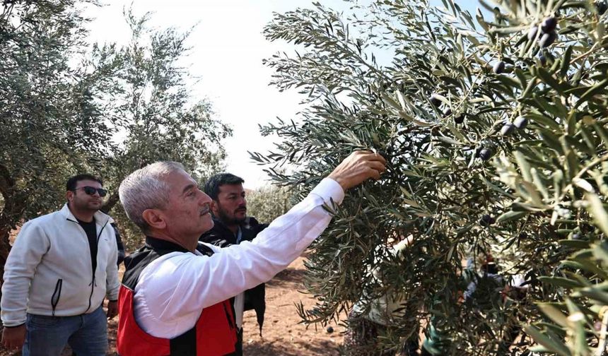 Tahmazoğlu zeytin hasadına katıldı