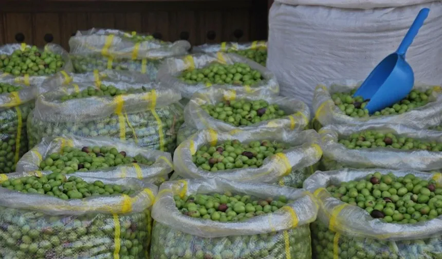 Gaziantep'te yeşil zeytin fiyatı cep yakıyor! İşte fiyatı...