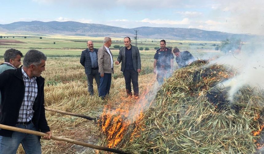 Asırlık gelenek devam ediyor: Araban Ovası’nda firik hasadı başladı