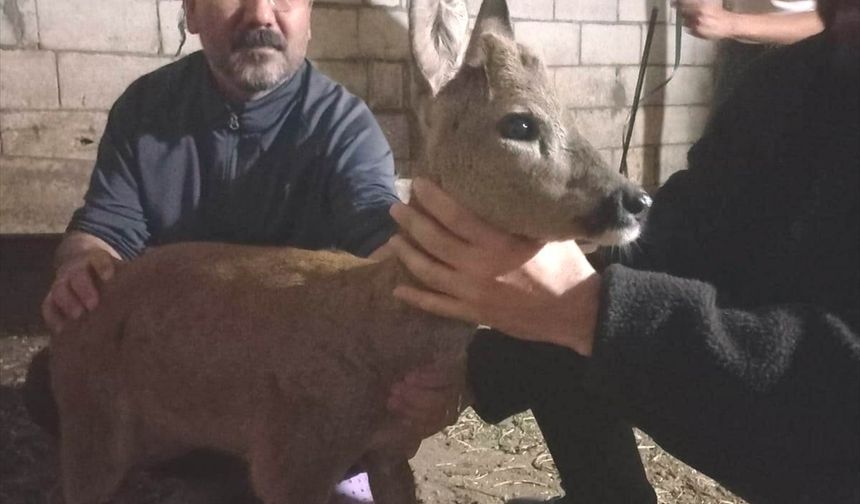 Gaziantep'te köpeklerin saldırısına uğrayan yavru karaca tedavi edildi