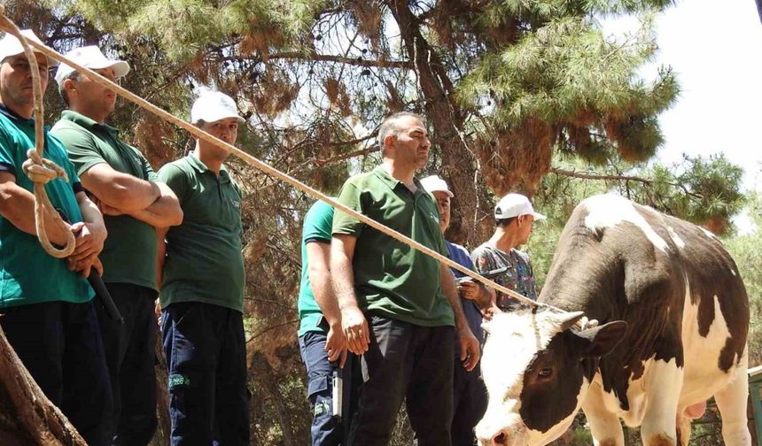 Gaziantep'te kurban yakalama timi bayrama hazır