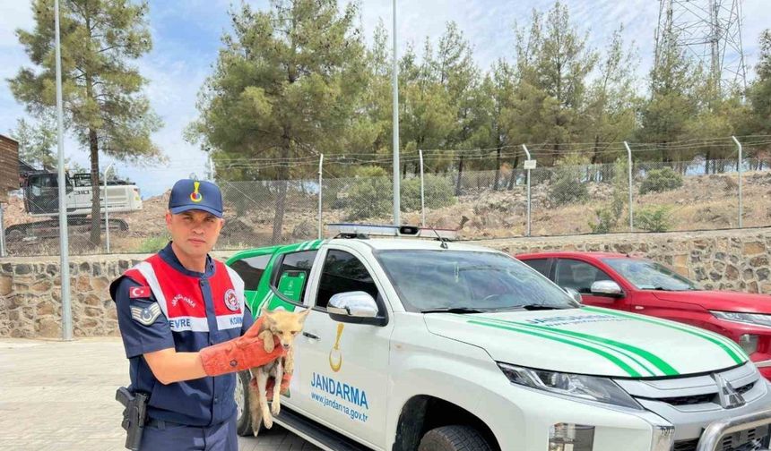 Kilis’te yaralı halde bulunan tilki koruma altına alındı