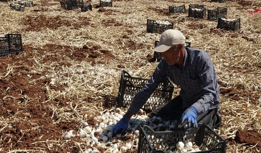 Sarımsak hasadını sürdüren çiftçiler yüksek rekolteden memnun