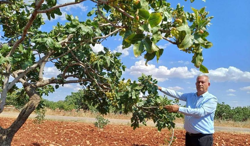 Araban'da Antep fıstığında rekolte düşük bekleniyor