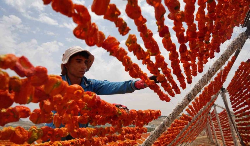 Gaziantep’te kurutmalık sezonu başladı