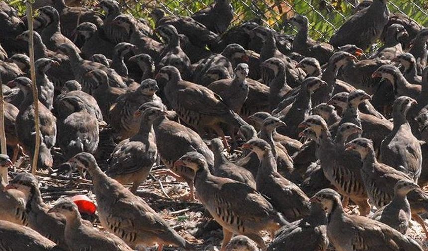 Kenenin baş düşmanı! Yüzlercesi doğaya bırakıldı