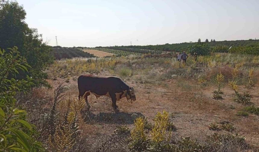Kaçan kurbanlık dana kovalamaca sonrası yakalandı