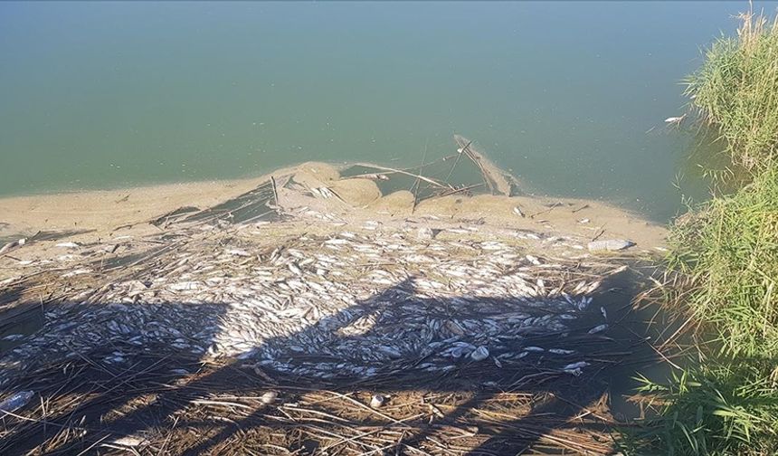 Gaziantep'te Karasu Çayı'nda balık ölümleri üzerine inceleme başlatıldı