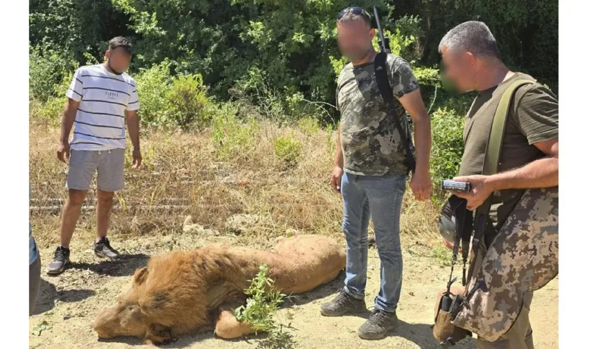 Antalya'da hayvan parkından kaçarak 1 kişiyi yaralayan aslan Zeus öldürüldü