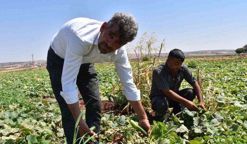 Gaziantep’te domates, patlıcan ve biber hasadı başladı