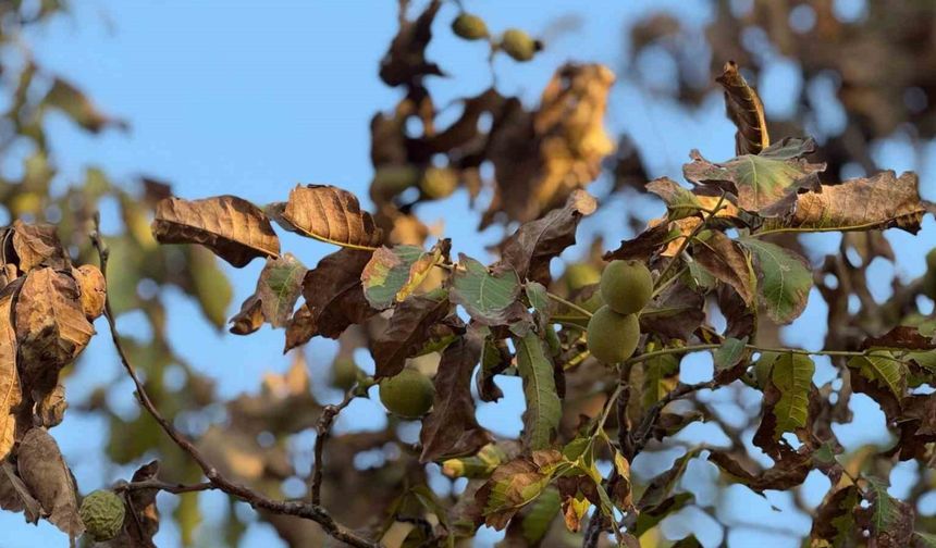 Gaziantep'te sıcak hava ceviz ağaçlarını kuruttu!